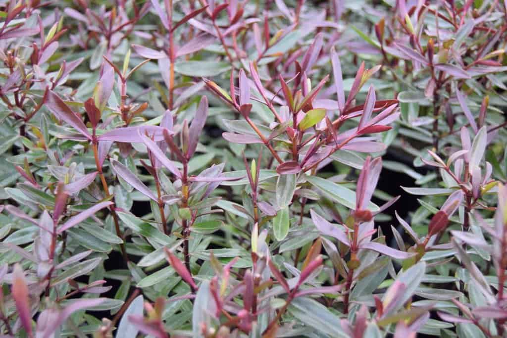 Hebe 'Mrs Winder' 40-60 cm